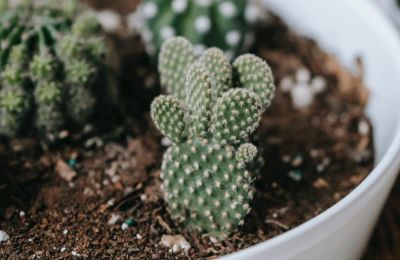 Photo By Pexels