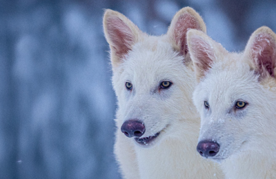 Ευχή η κατάρα η «απο-εξαφάνιση» του Dire Wolf και άλλων ειδών;